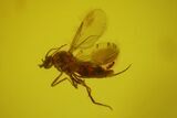 Fossil Fly (Diptera) In Baltic Amber #150736-2